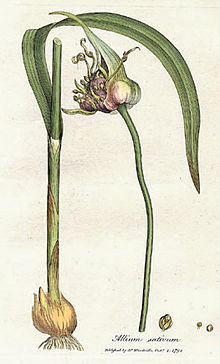 Allium sativum, commonly known as garlic, is a species in the onion genus, Allium