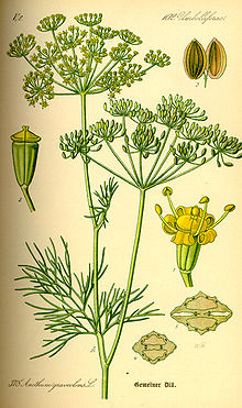  (Anethum graveolens) is an annual herb in the celery family Apiaceae. It is the sole species of the genus Anethum.