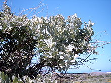 Atriplex halimus (Mediterranean saltbush, Sea orache, Shrubby orache) is a species of fodder shrub in the Amaranthaceae family, which is native to Europe and Northern Africa, including the Sahara in Morocco