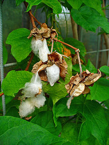 Gossypium herbaceum, commonly known as Levant cotton