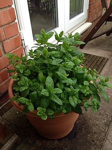 Mentha (also known as mint, from Greek míntha, Linear B mi-ta) is a genus of plants in the family Lamiaceae (mint family).