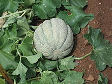 Muskmelon (Cucumis melo) is a species of melon that has been developed into many cultivated varieties