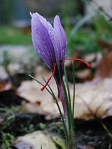Crocus sativus, commonly known as saffron crocus