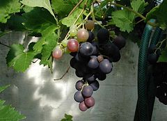 Vitis vinifera (common grape vine) is a species of Vitis, native to the Mediterranean region, central Europe, and southwestern Asia, from Morocco and Portugal north to southern Germany and east to northern Iran. There are currently between 5000 and 10,000 varieties of Vitis vinifera grapes