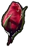 Rose Bud Image