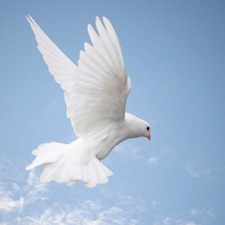 The Lords Dove of Love & Peace