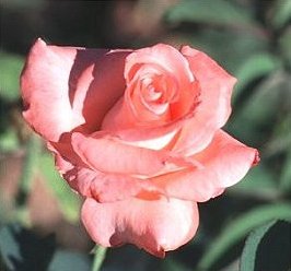 Rose Image 1