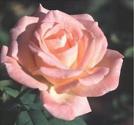 Rose Image 3