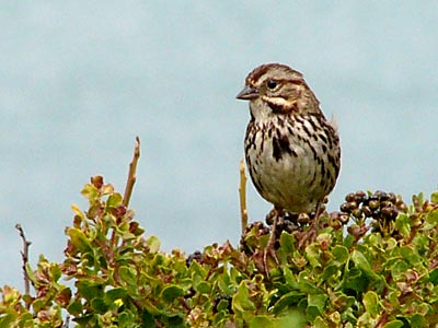 Are not two sparrows sold for a penny? Yet not one of them will fall to the ground apart from your Father.