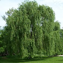 Willows, sallows, and osiers form the genus Salix, around 400 species