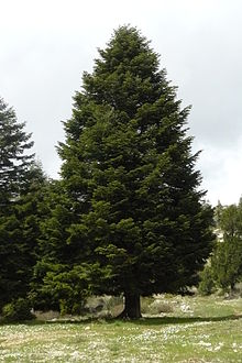 Abies cilicica, commonly known as Taurus fir or Cilicia fir, is a species of conifer in the Pinaceae family. It is found inLebanon, Syria, and Turkey.