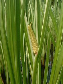Acorus calamus (also called Sweet Flag or Calamus, among many common names) is a tall perennial wetland monocot of the Acoraceae family