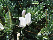 Astragalus is a large genus of about 3,000 species of herbs and small shrubs, belonging to the legume family Fabaceae and the subfamily Faboideae