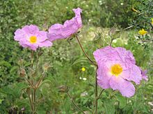 The Cistaceae are a small family of plants (rock-rose or rock rose family) known for their beautiful shrubs