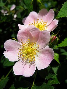 Rosa canina (commonly known as the dog rose) is a variable climbing wild rose species native to Europe, northwest Africa and western Asia.
