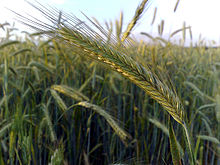 Rye (Secale cereale) is a grass grown extensively as a grain, a cover crop and as a forage crop. 