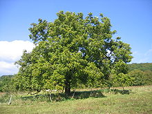 Juglans regia, the Persian walnut, English walnut, especially in Great Britain, common walnut