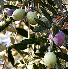 Its fruit, also called the olive, is of major agricultural importance in the Mediterranean region as the source of olive oil.