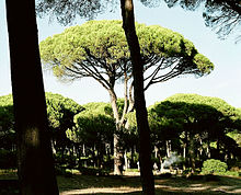 The stone pine (Pinus pinea), also called Italian stone pine, umbrella pine and parasol pine