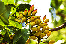 Pistacia vera, a member of the cashew family, is a small tree originally from Central Asia and the Middle East