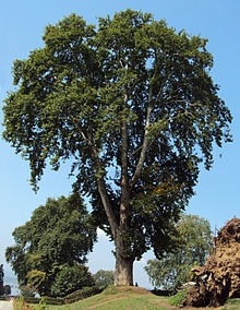 Platanus orientalis, or oriental plane, is a large, deciduous tree of the Platanaceae family