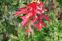 Quercus coccinea, the scarlet oak, is an oak in the red oak section Quercus sect. Lobatae.