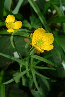 Ranunculaceae (buttercup or crowfoot family; Latin rnunculus "little frog"
