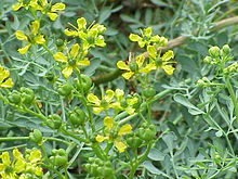 Ruta graveolens — commonly known as rue, common rue or herb-of-grace — is a species of Ruta grown as a herb.