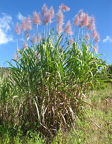 Saccharum officinarum, sugarcane, is a large, strong-growing species of grass in the genus Saccharum