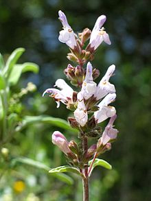 Salvia fruticosa (Greek sage) is a perennial herb or sub-shrub native to the eastern Mediterranean