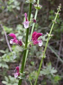 Salvia hierosolymitana (Jerusalem sage) is a herbaceous perennial native to the eastern Mediterranean