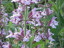 Salvia is the largest genus of plants in the mint family, Lamiaceae, with nearly 1000 species of shrubs