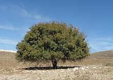 Pistacia palaestina is a tree or shrub common in the Levant region
