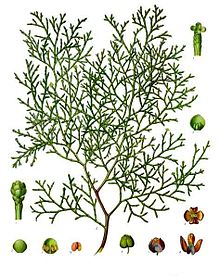 Thyine wood is a 15th-century English name for a wood from the tree known botanically as Tetraclinis articulata