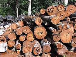 Lumber (American English) or timber (British English, Hiberno-English, New Zealand English