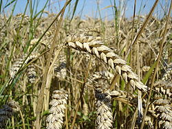 Wheat is one of the first cereals known to have been domesticated, and wheat's ability to self-pollinate greatly facilitated the selection of many distinct domesticated varieties