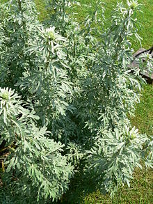 Artemisia absinthium (absinthium, absinthe wormwood, wormwood, common wormwood, green ginger or grand wormwood) is a species of Artemisia, native to temperate regions of Eurasia and Northern Africa