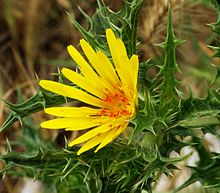 Scolymus (golden thistle or oyster thistle) is a genus of three species of flowering plants in the family Asteraceae