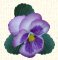 Small Pansy Image